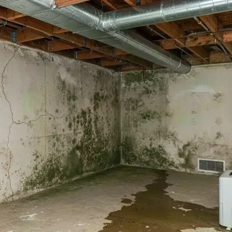 Professional Mold Removal in Minerva, OH